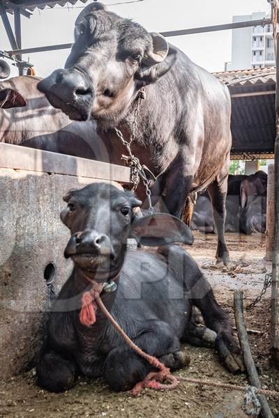 Buffalo calf kept tied up near mother in a very dark and dirty buffalo shed at an urban dairy in a city in Maharashtra