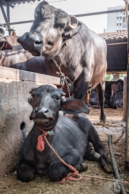 Buffalo calf kept tied up near mother in a very dark and dirty buffalo shed at an urban dairy in a city in Maharashtra