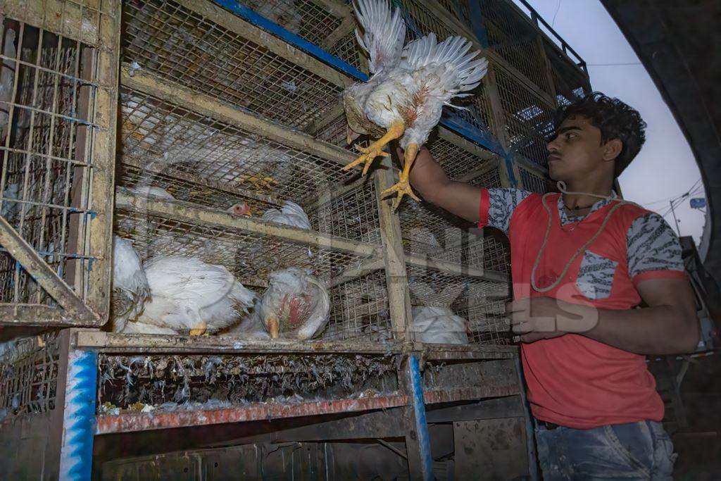 Indian broiler chickens being unloaded from a chicken truck at Crawford meat market, Mumbai, India, 2016