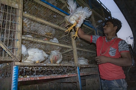 Indian broiler chickens being unloaded from a chicken truck at Crawford meat market, Mumbai, India, 2016