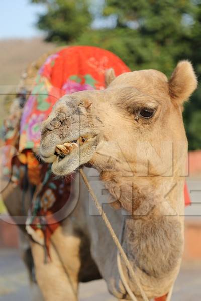 Brown camel looking at camera