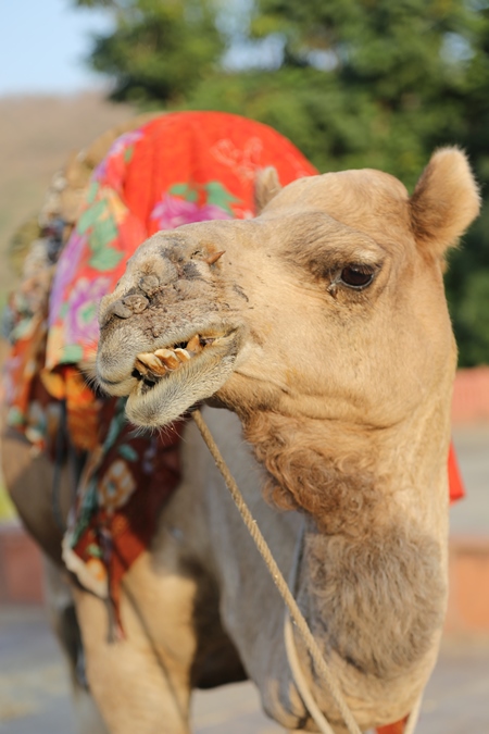 Brown camel looking at camera