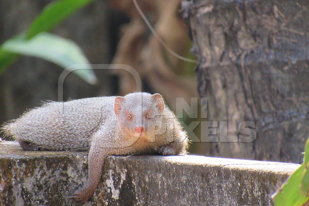 Indian mongoose in a forest