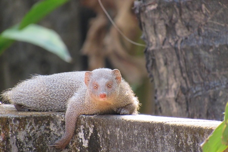 Indian mongoose in a forest