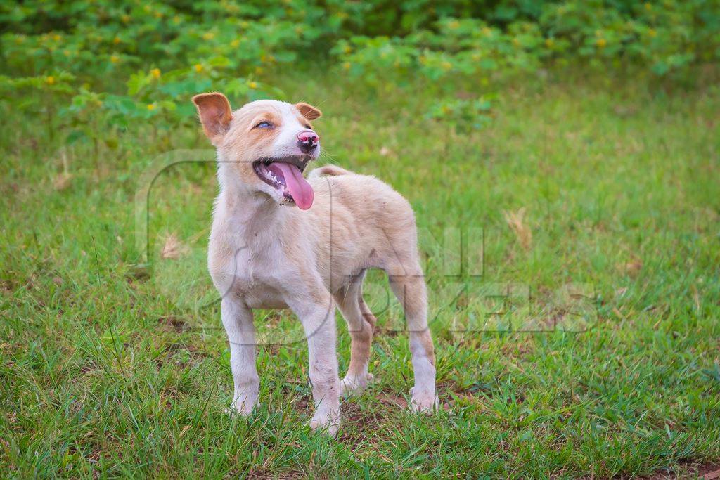 Indian stray or street puppy dogs in urban city in Maharashtra in India