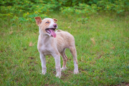 Indian stray or street puppy dogs in urban city in Maharashtra in India