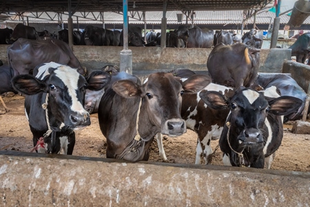 Photo of farmed Indian cow calves tied up in an urban dairy farm in a city in Maharashtra, India