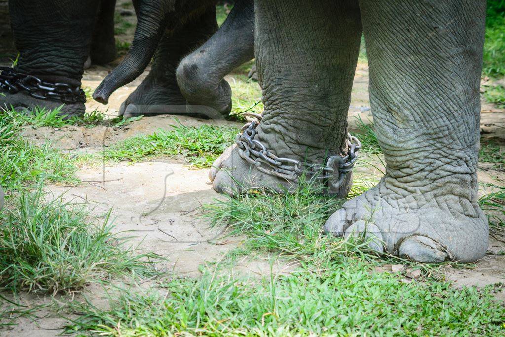 Elephants with chains on legs used for tourist elephant safari rides in Kaziranga National Park