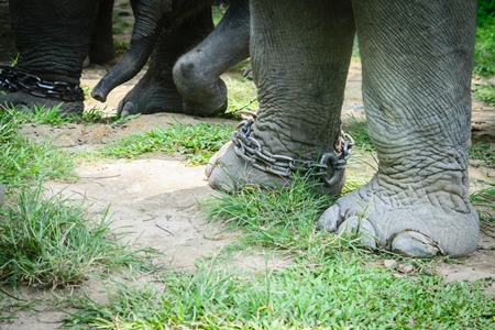 Elephants with chains on legs used for tourist elephant safari rides in Kaziranga National Park