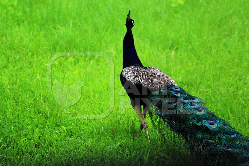 Beautiful blue peacock bird fanning his tail with green grass background