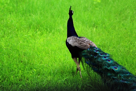 Beautiful blue peacock bird fanning his tail with green grass background