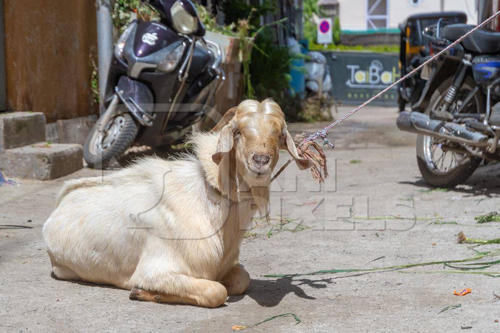 Goat tied up in the street waiting for religious slaughter at Eid in an urban city in Maharashtra