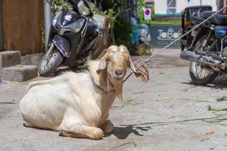 Goat tied up in the street waiting for religious slaughter at Eid in an urban city in Maharashtra