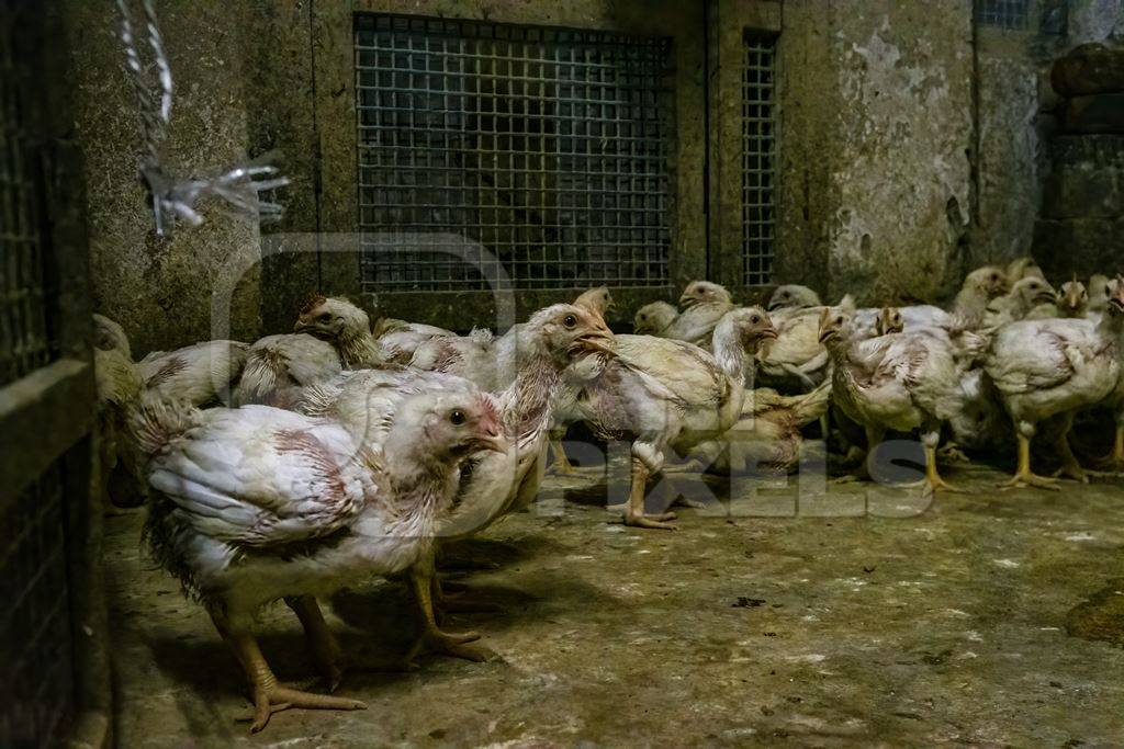 Indian broiler chickens inside a dark and dirty room at the chicken meat market inside New Market, Kolkata, India, 2022