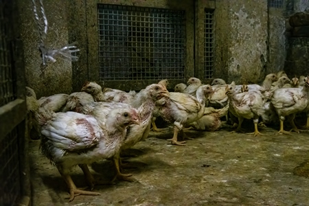 Indian broiler chickens inside a dark and dirty room at the chicken meat market inside New Market, Kolkata, India, 2022