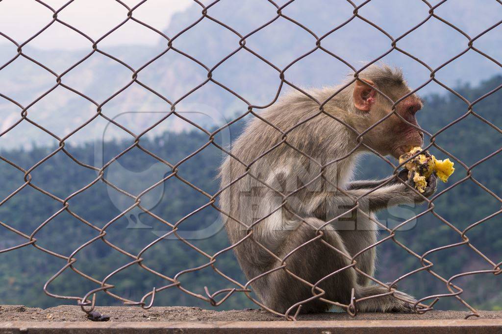 Macaque monkey eating food on other side of wire fence