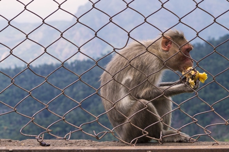 Macaque monkey eating food on other side of wire fence