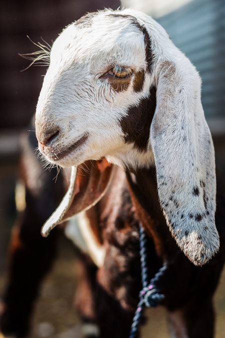 Brown and white baby goat tied up