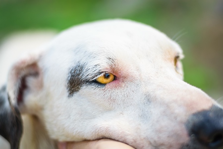 Close up of face and nose of stray street dog