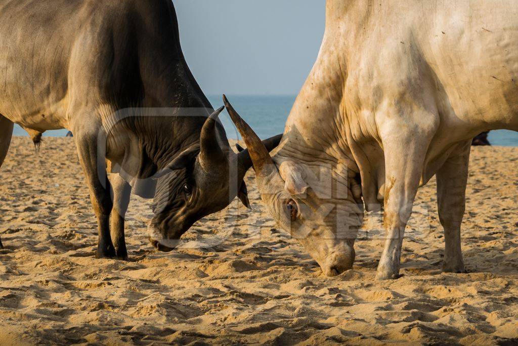 Street cows on beach in Goa in India with blue sky background and  sand