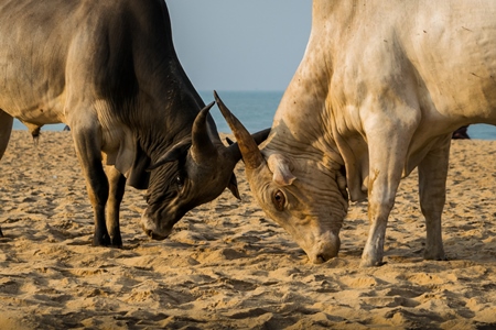 Street cows on beach in Goa in India with blue sky background and  sand