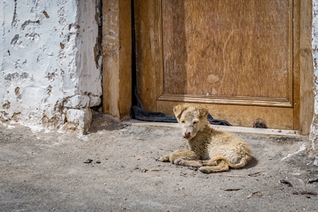 Scruffy dirty small stray puppy at a monastery in Ladakh in the Himalayas
