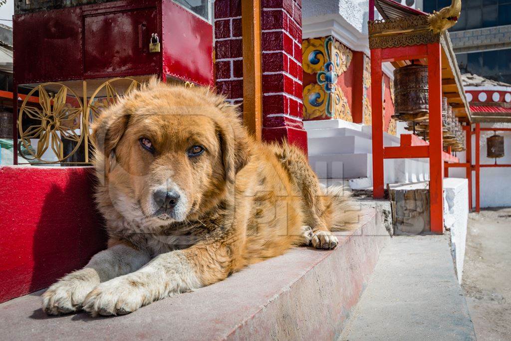 Fluffy street dog next to a red prayer wheel in the city of Leh, Ladakh in the Himalayas