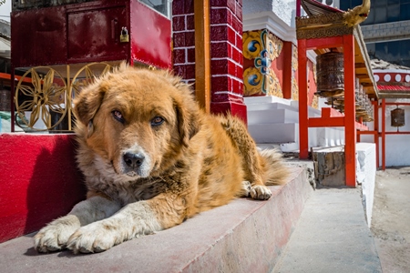 Fluffy street dog next to a red prayer wheel in the city of Leh, Ladakh in the Himalayas