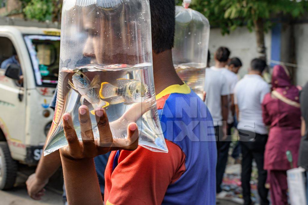Seller carrying cichlid aquarium fish in plastic bags on sale at Galiff Street pet market, Kolkata, India, 2022