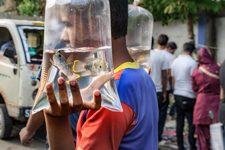 Seller carrying cichlid aquarium fish in plastic bags on sale at Galiff Street pet market, Kolkata, India, 2022