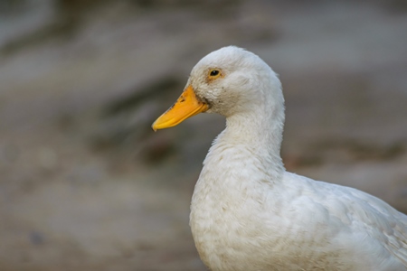 Farmed white duck with yellow beack in a village in rural Bihar