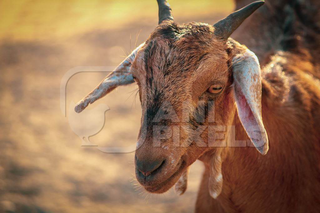 Face of Indian brown goat with warm background, India