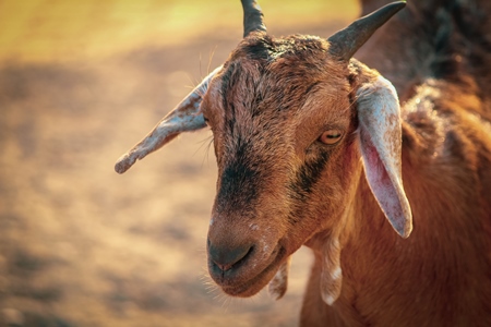 Face of Indian brown goat with warm background, India