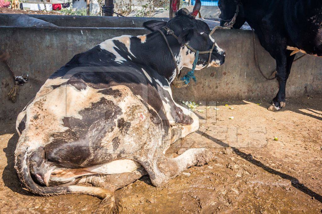 Dairy cows in a dirty stall in an urban dairy