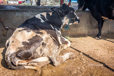 Dairy cows in a dirty stall in an urban dairy