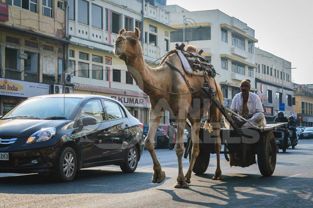 Camel in harness pulling cart with man in urban city street