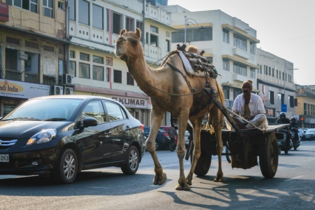 Camel in harness pulling cart with man in urban city street