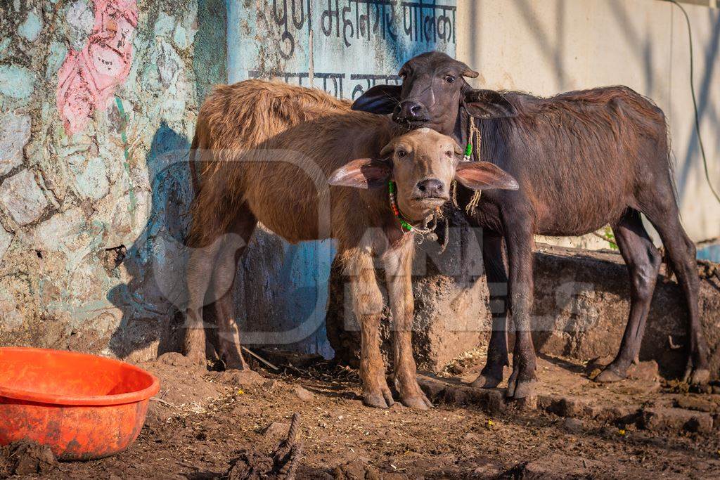 Indian buffalo calves tied up away from their mothers at an urban buffalo tabela or Indian dairy farm in Pune, Maharashtra, India, 2021