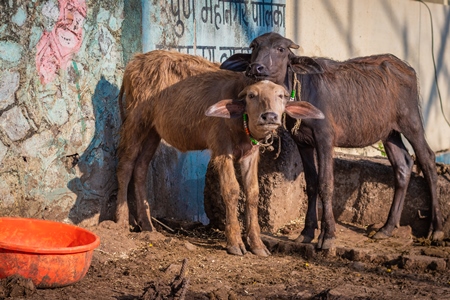 Indian buffalo calves tied up away from their mothers at an urban buffalo tabela or Indian dairy farm in Pune, Maharashtra, India, 2021
