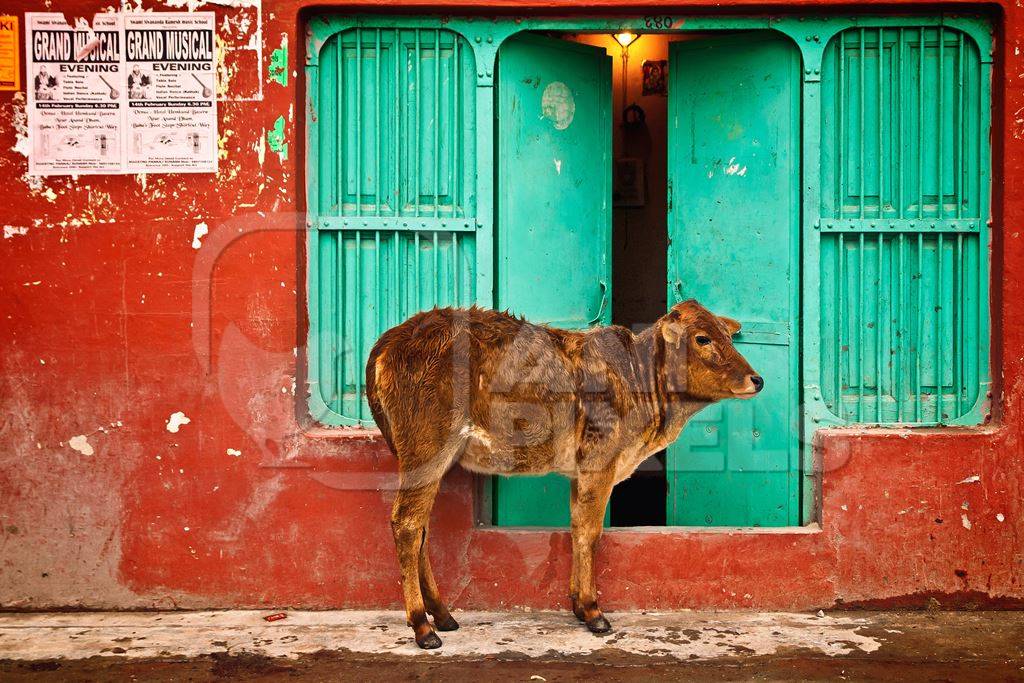 Street calf standing outside orange and green door