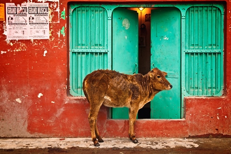 Street calf standing outside orange and green door