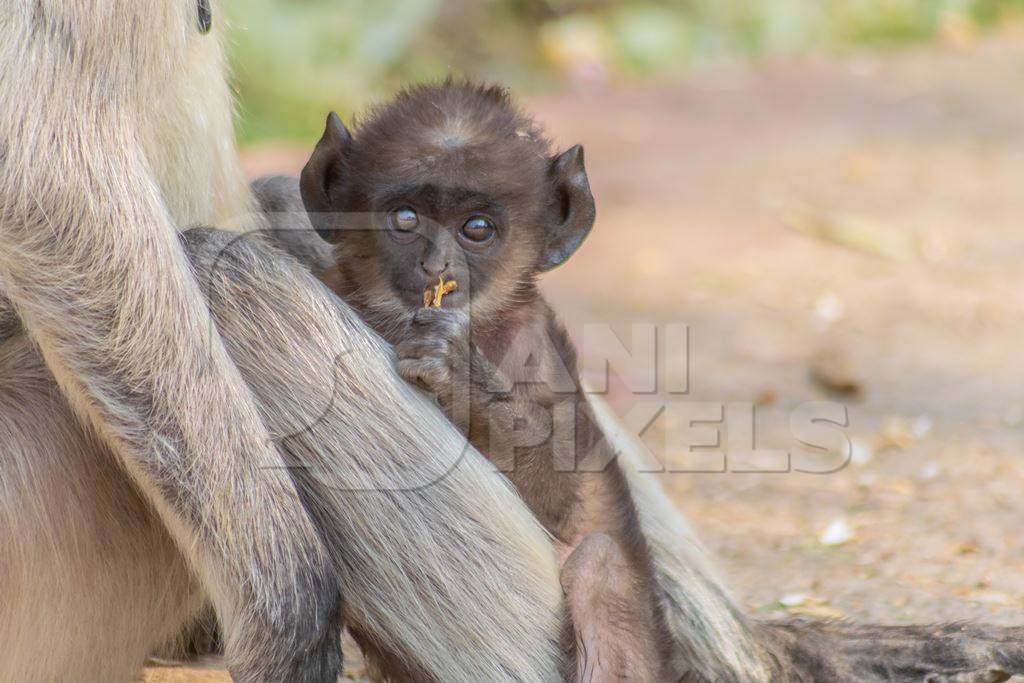 Indian gray or hanuman langur monkey mother with small cute baby langur in Mandore Gardens in the city of Jodhpur in Rajasthan in India