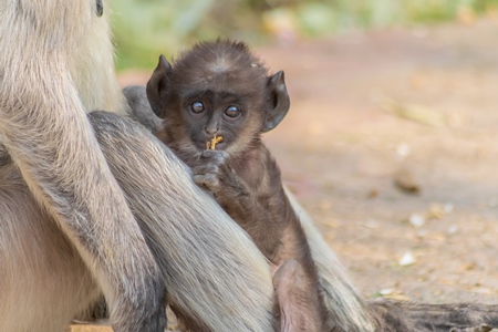 Indian gray or hanuman langur monkey mother with small cute baby langur in Mandore Gardens in the city of Jodhpur in Rajasthan in India