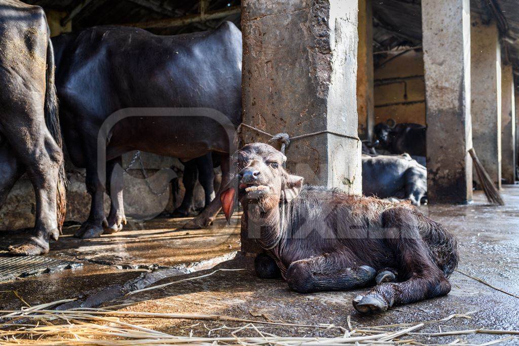 Indian buffalo calf tied up away from mother in a concrete shed on an urban dairy farm or tabela, Aarey milk colony, Mumbai, India, 2023