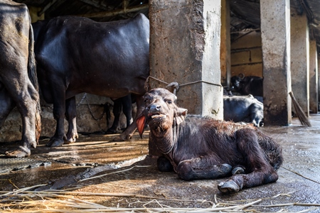 Indian buffalo calf tied up away from mother in a concrete shed on an urban dairy farm or tabela, Aarey milk colony, Mumbai, India, 2023