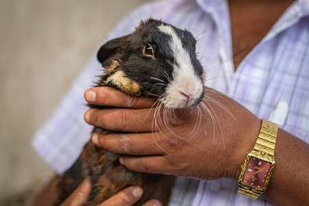 Man holding rabbit on sale for meat at Juna Bazaar market