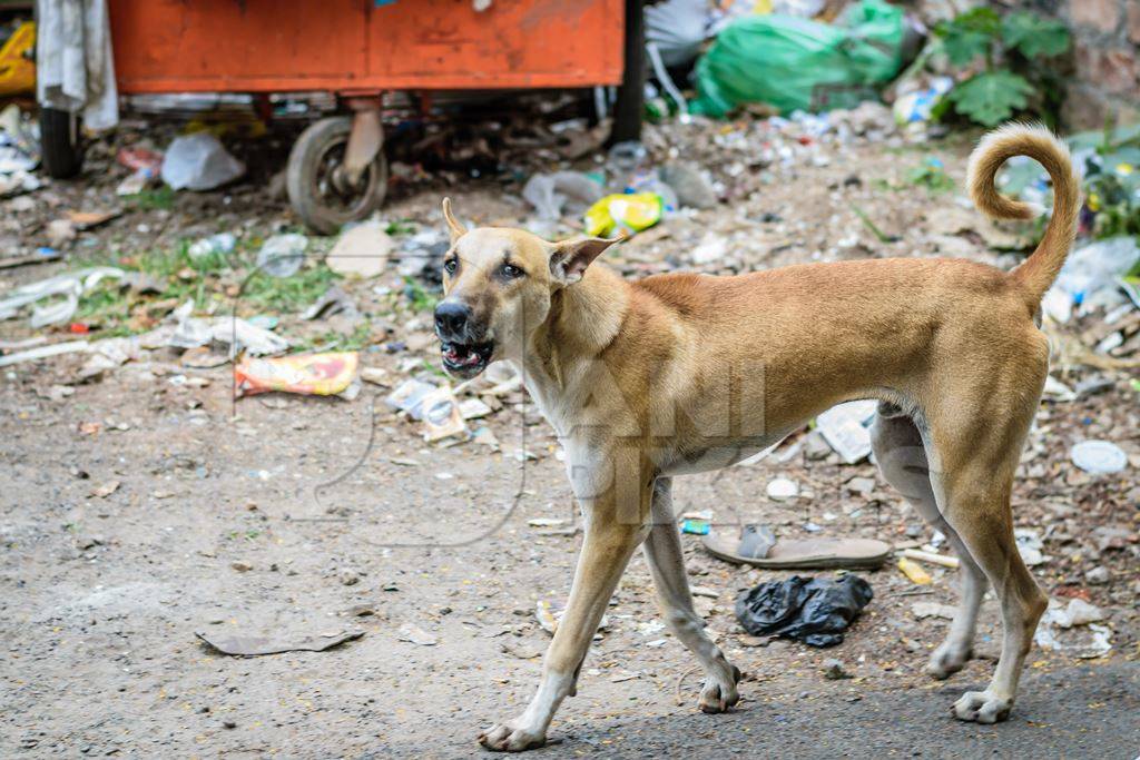 Large male street dog or stray barking next to garbage or waste dump in urban city of Pune, India