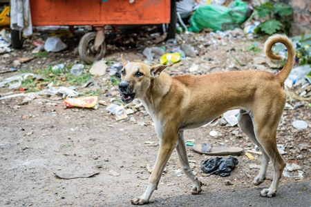 Large male street dog or stray barking next to garbage or waste dump in urban city of Pune, India