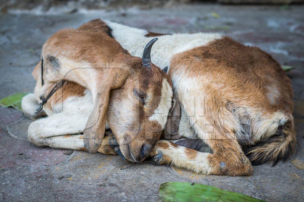 Sad brown goat tied up outside a mutton shop in the urban city of Mumbai