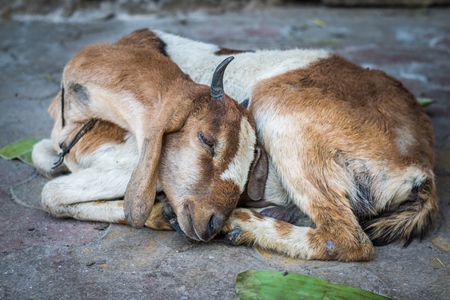 Sad brown goat tied up outside a mutton shop in the urban city of Mumbai